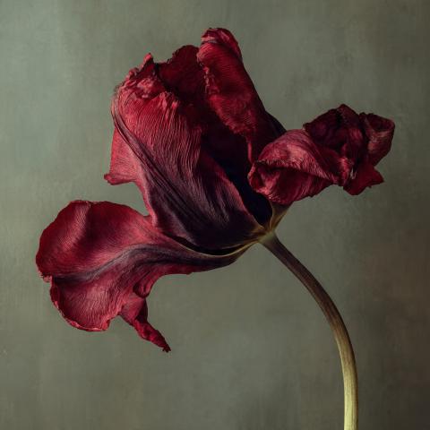 Tulip